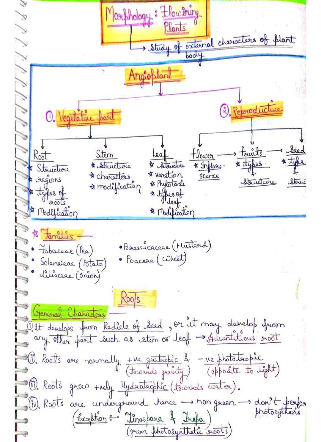 Morphology In Flowering Plants StudiGoo