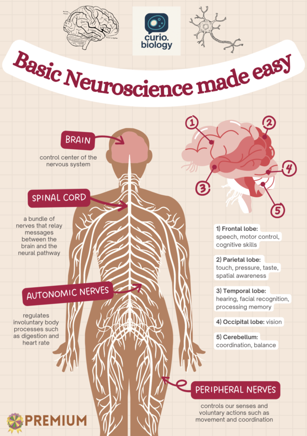 Basics of neuroscience - Studigoo | Sell Your Study Material