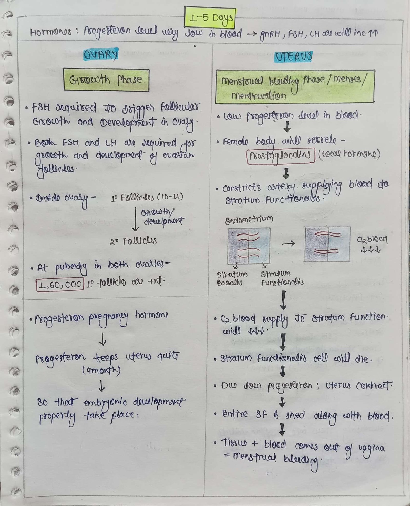 "Flowchart illustrating the menstrual cycle phases (Menstrual, Follicular, Ovulation, Luteal) with hormone levels (estrogen, progesterone, LH) at each stage."