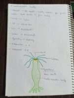 Zoology class 12th ANIMAL KINGDOM notes - Image 10