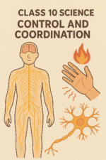 Class 10 control and Coordination chapter