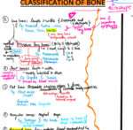 Bone Classification - Image 3
