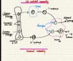 Blood Physiology (Guyton reference)