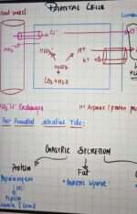 GIT(Gastric secretions)