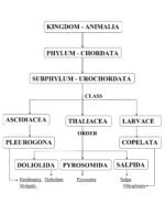 Classification of Kingdom Animalia - Image 2