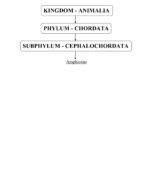 Classification of Kingdom Animalia - Image 3