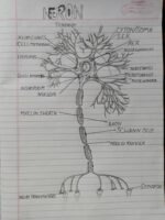 Biology important figures - Image 2