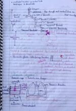 Breathing and Exchange of Gases – NEET Biology Notes | Class 11 Human Physiology - Image 4
