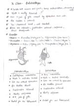 The Animal Kingdom ( Class 11 biology) - Image 16