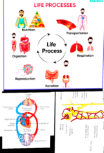 Class 10 Biology chapter 1 life process