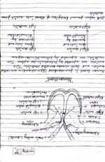 Class 10 Biology chapter 1 life process - Image 32