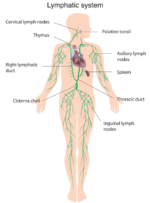 Lymphatic system