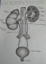 Biology important figures - Image 3