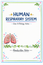 Human respiratory system