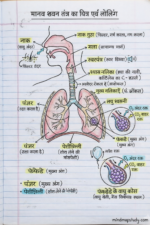 Human respiratory system - Image 2
