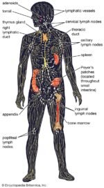 Lymphatic system - Image 2