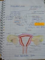 Class 12 ch-2 Human Reproduction - Image 7