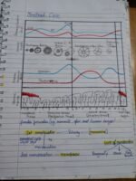Class 12 ch-2 Human Reproduction - Image 11