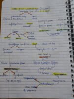 Class 12 ch-2 Human Reproduction - Image 12
