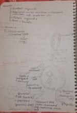 Class 11 biology chapter 8 for easy understanding - Image 4