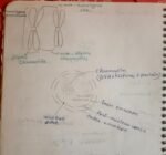 Class 11 biology chapter 8 for easy understanding - Image 12