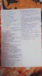 Animal Kingdom Example sheet - Image 3