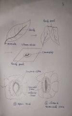 Class 10th Biology Assignment Leaf Peel Temporary ( Stomata ) - Image 3
