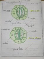 CBSE Class 10th Biology Chapter 5 Life Processes NCERT Notes - Image 5
