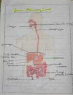CBSE Class 10th Biology Chapter 5 Life Processes NCERT Notes - Image 6