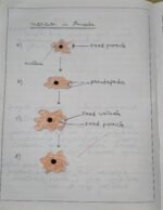 CBSE Class 10th Biology Chapter 5 Life Processes NCERT Notes - Image 7