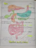 CBSE Class 10th Biology Chapter 5 Life Processes NCERT Notes - Image 8