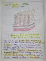 CBSE Class 10th Biology Chapter 5 Life Processes NCERT Notes - Image 9