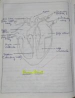 CBSE Class 10th Biology Chapter 5 Life Processes NCERT Notes - Image 10