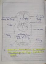 CBSE Class 10th Biology Chapter 5 Life Processes NCERT Notes - Image 11