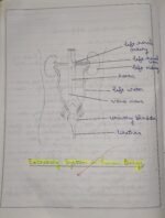 CBSE Class 10th Biology Chapter 5 Life Processes NCERT Notes - Image 12