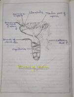 CBSE Class 10th Biology Chapter 5 Life Processes NCERT Notes - Image 13