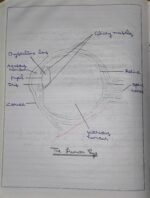 CBSE Class 10th Physics Chapter 10 Human Eye and the Colourful World NCERT Notes - Image 3