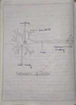 CBSE Class 10th Biology Chapter 6 Control and Coordination NCERT Notes - Image 4