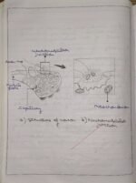 CBSE Class 10th Biology Chapter 6 Control and Coordination NCERT Notes - Image 5