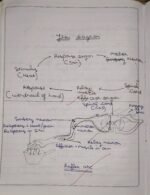 CBSE Class 10th Biology Chapter 6 Control and Coordination NCERT Notes - Image 6