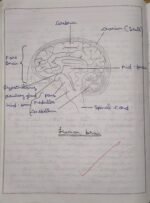 CBSE Class 10th Biology Chapter 6 Control and Coordination NCERT Notes - Image 8
