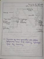 CBSE Class 10th Chemistry Chapter 2 Acids Bases and Salts NCERT Notes - Image 4