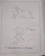 CBSE Class 10th Biology Chapter 7 How Do Organisms Reproduce NCERT Notes - Image 9