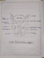 CBSE Class 10th Biology Chapter 7 How Do Organisms Reproduce NCERT Notes - Image 11