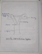 CBSE Class 10th Biology Chapter 7 How Do Organisms Reproduce NCERT Notes - Image 12