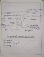 CBSE Class 10th Biology Chapter 7 How Do Organisms Reproduce NCERT Notes - Image 10