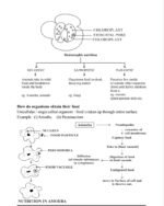 Science, Chapter 1 Life Processe(NOTES)Class 10th, Biology. - Image 3