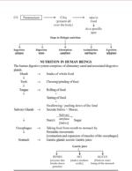 Science, Chapter 1 Life Processe(NOTES)Class 10th, Biology. - Image 4