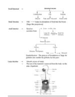 Science, Chapter 1 Life Processe(NOTES)Class 10th, Biology. - Image 5