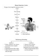 Science, Chapter 1 Life Processe(NOTES)Class 10th, Biology. - Image 7